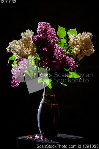 Image of Lilac in vase on the black background
