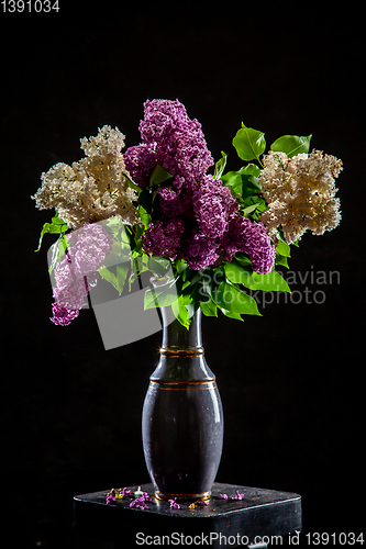 Image of Lilac in vase on the black background