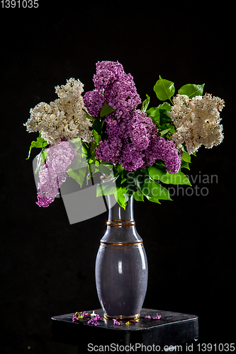 Image of Lilac in vase on the black background
