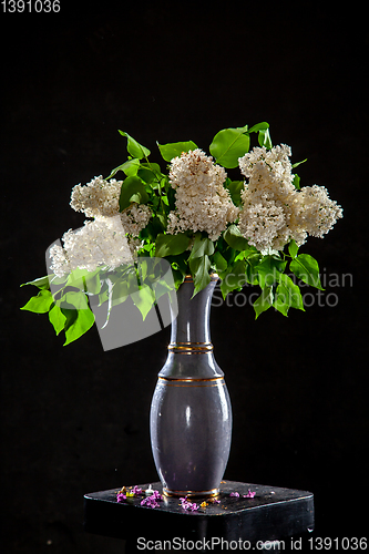 Image of Lilac in vase on the black background