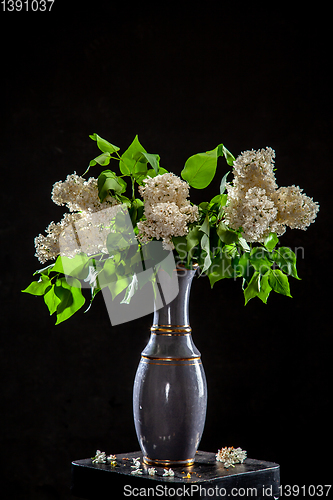 Image of Lilac in vase on the black background