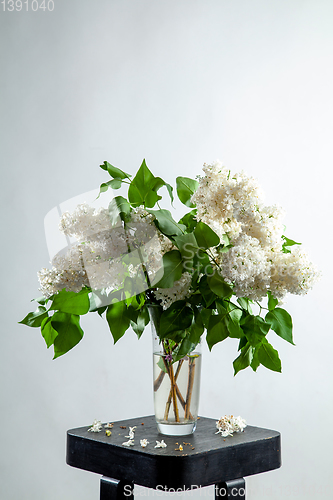 Image of Lilac in vase on the gray background