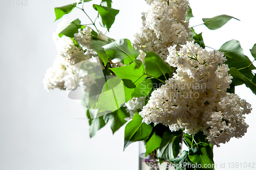 Image of Lilac in vase on the white background