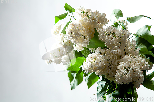 Image of Lilac in vase on the white background
