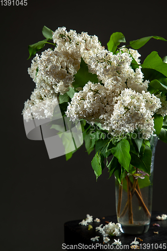 Image of Lilac in vase on the black background