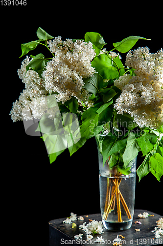 Image of Lilac in vase on the black background