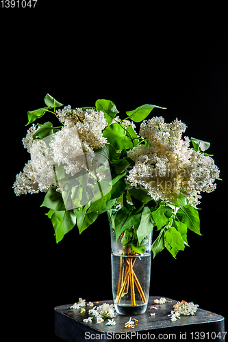 Image of Lilac in vase on the black background
