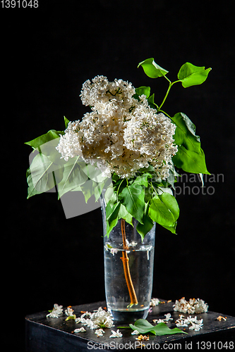 Image of Lilac in vase on the black background