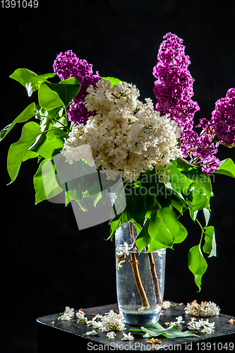 Image of Lilac in vase on the black background