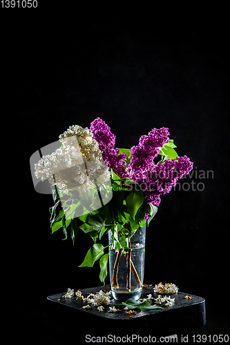 Image of Lilac in vase on the black background