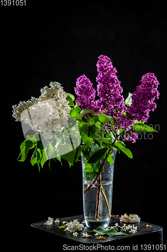 Image of Lilac in vase on the black background