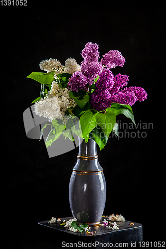 Image of Lilac in vase on the black background