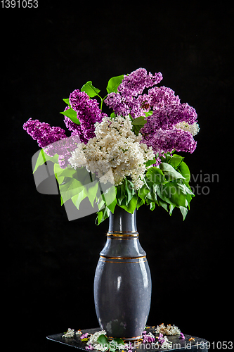 Image of Lilac in vase on the black background