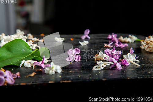 Image of Fallen lilac flowers and leaf on the table