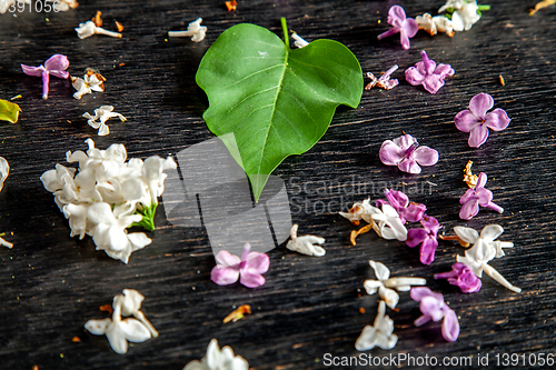 Image of Fallen lilac flowers and leaf on the table