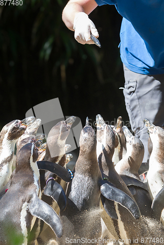 Image of Pinguin is being fed