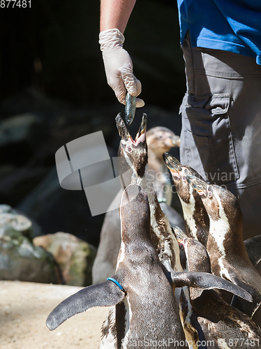 Image of Pinguin is being fed