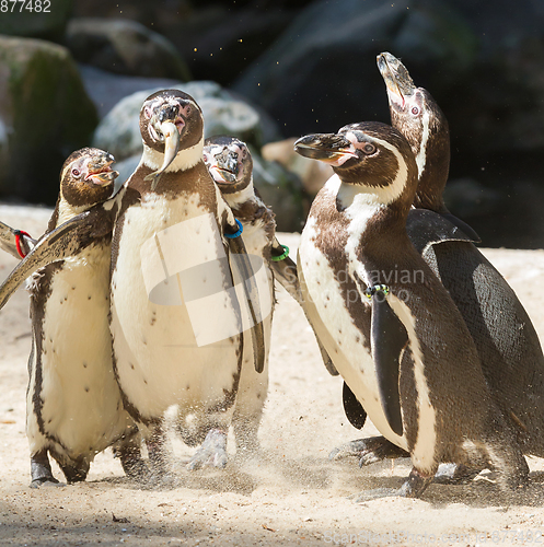 Image of Pinguin is being fed