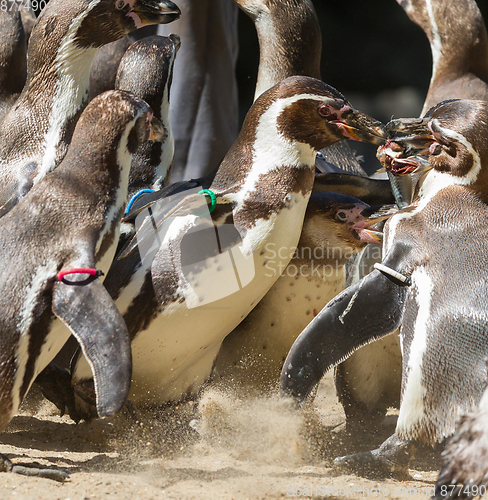 Image of Pinguin is being fed