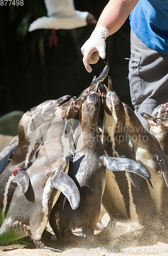 Image of Pinguin is being fed