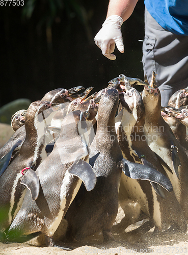 Image of Pinguin is being fed