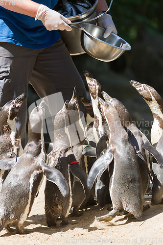 Image of Pinguin is being fed