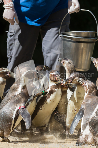 Image of Pinguin is being fed