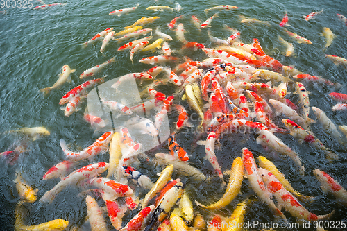 Image of Carp fish