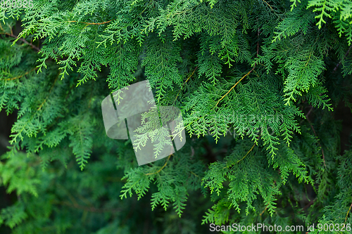 Image of Green trees in a forest 
