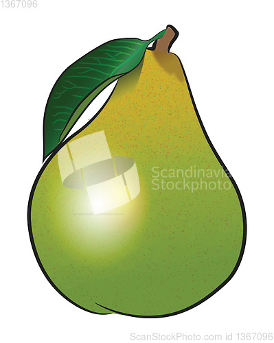Image of A green pear fruit vector or color illustration
