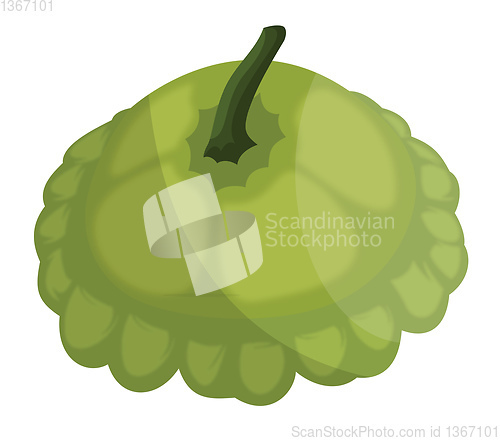 Image of Light green scallopini with dark green petiol vector illustratio