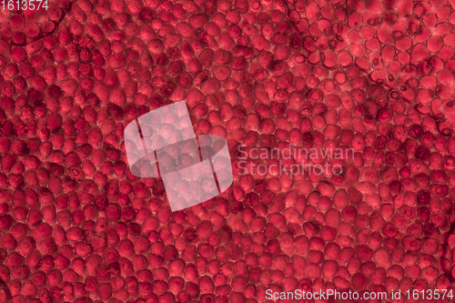 Image of microscopic poinsettia detail