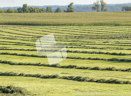 Image of meadow with hay rows