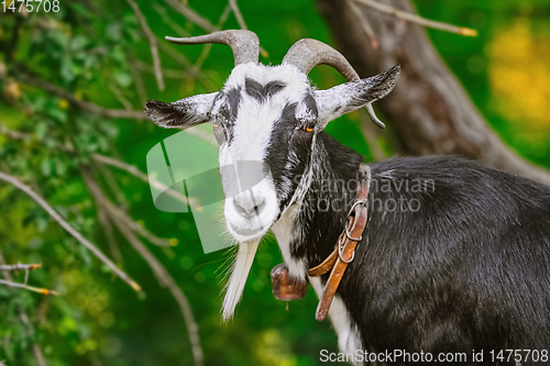 Image of Portrait of Goat