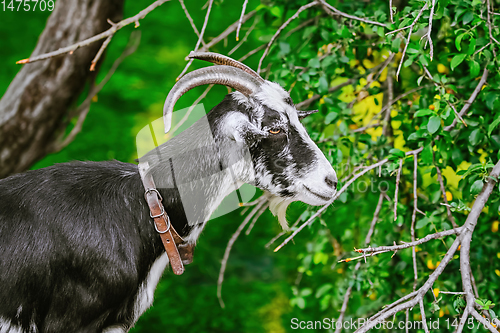 Image of Portrait of Goat