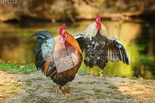 Image of Two roosters near river