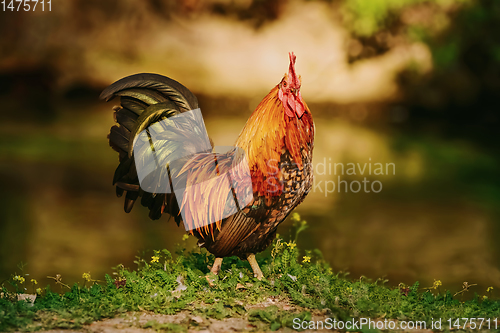 Image of Rooster near river