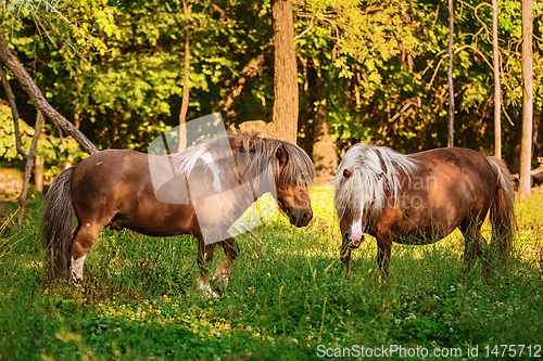 Image of Two ponies on pasture