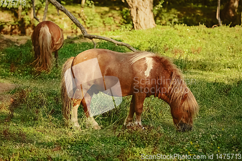 Image of Two ponies on pasture