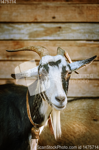 Image of Portrait of Goat