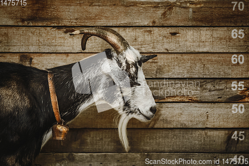 Image of Portrait of Goat