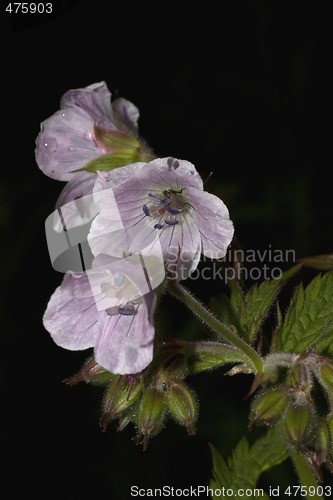 Image of geranium flower