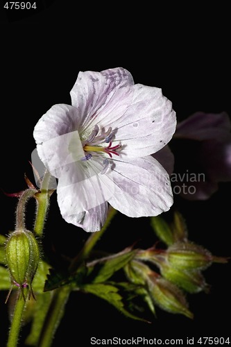 Image of Geranium