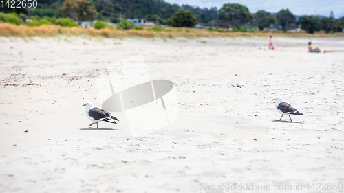 Image of Seagulls on the beach