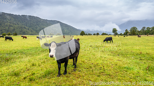 Image of lush landscape with cows