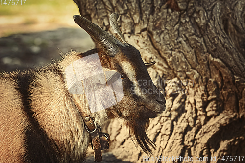 Image of Portrait of Goat