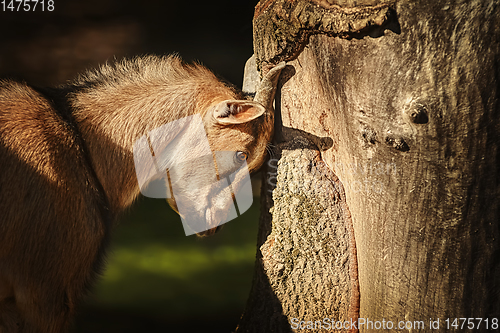 Image of Goat and tree