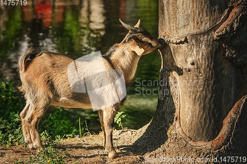 Image of Goat near tree