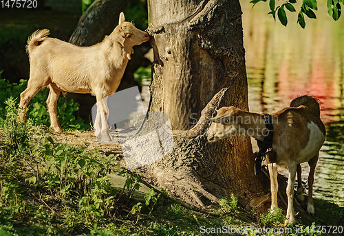 Image of Goats on the bank of a river 