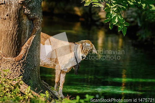 Image of Goat near tree